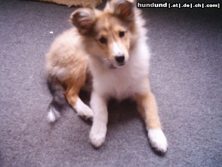 Sheltie Hunde Foto 17711 in höherer Auflösung ansehen Sheltie Sunko 3 Monate