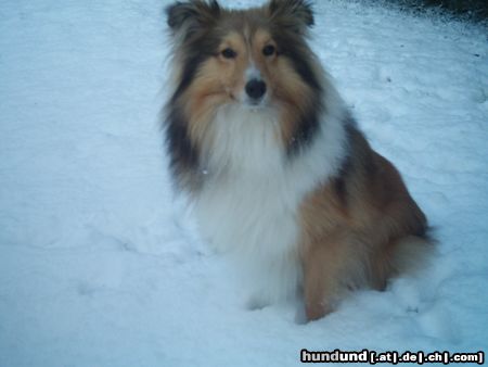Sheltie Hunde Foto 17704 in höherer Auflösung ansehen Sheltie Sunko 8 Monate