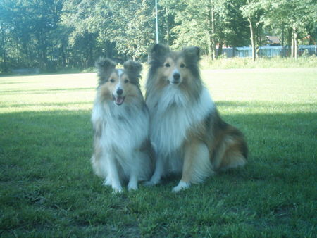 Sheltie Hunde Foto 42669 in höherer Auflösung ansehen Sheltie Wir werden bald Eltern!