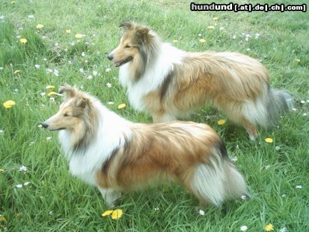 Sheltie Hunde Foto 21236 in höherer Auflösung ansehen Sheltie Sunko 23 und Jo-Lee 11 Monate