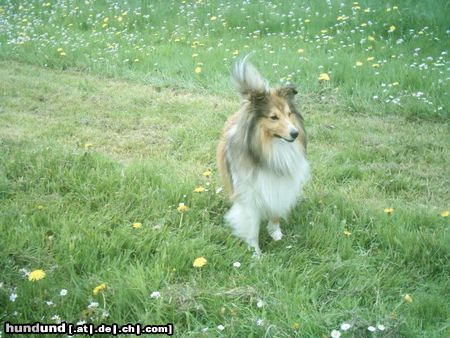 Sheltie Hunde Foto 21235 in höherer Auflösung ansehen Sheltie Sunko 2 Jahre