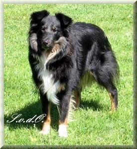 Sheltie Biene von der Oberalster