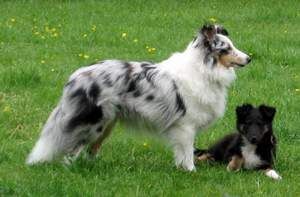 Sheltie Shelties von der Oberalster