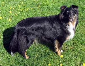 Sheltie Biene von der Oberalster