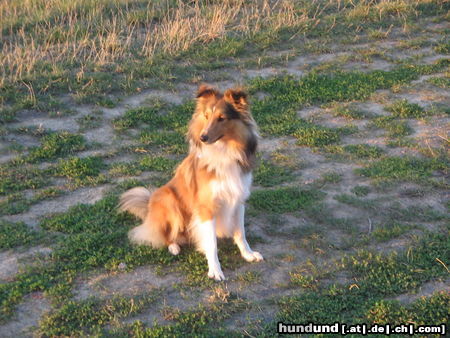 Sheltie Hunde Foto 25104 in höherer Auflösung ansehen Sheltie Miró 11 Monate