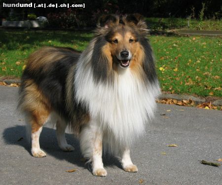 Sheltie Hunde Foto 17536 in höherer Auflösung ansehen Sheltie Pascha von der Rauhen Hecke