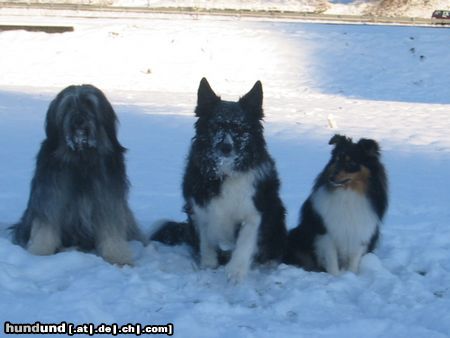 Sheltie Hunde Foto 7675 Sheltie Berenice,Nico und Duke