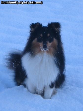 Sheltie Hunde Foto 7673 Sheltie Duke