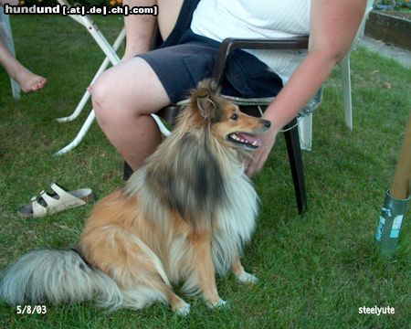 Sheltie Hunde Foto 4923 Sheltie Mein Sheltie Dixie will gestreichelt werden