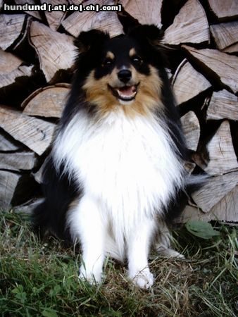 Sheltie Hunde Foto 13460 Sheltie duke