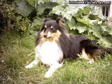 Sheltie duke