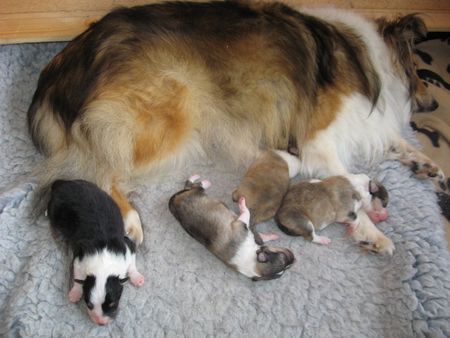 Sheltie Jo-Lee mit ihren 4 Tage alten Welpen