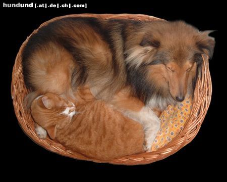 Sheltie Hunde Foto 17473 Sheltie Joy Baron of House Isabell mit seiner besten
