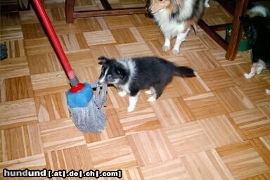 Sheltie Hunde Foto 4941 Sheltie Dich kriege ich schon