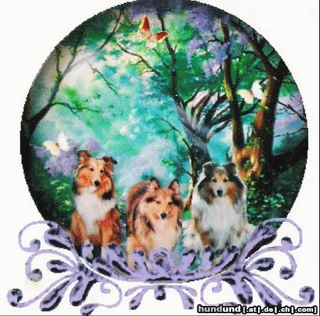 Sheltie Hunde Foto 12512 Sheltie Unsere 3 Shelties