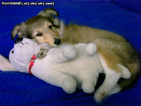 Sheltie Hunde Foto 24437 Sheltie lucky ***GRINS***
