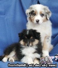Sheltie Hunde Foto 25683 Sheltie ein aussie welpe und ein sheltie welpe zusammen!!! süß oder??