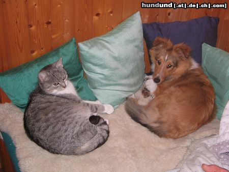 Sheltie Hunde Foto 17930 Sheltie