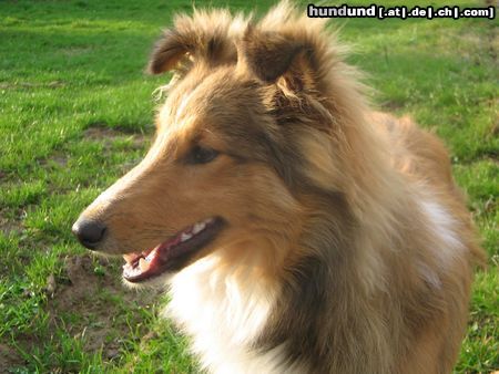 Sheltie Hunde Foto 19894 Sheltie Miró