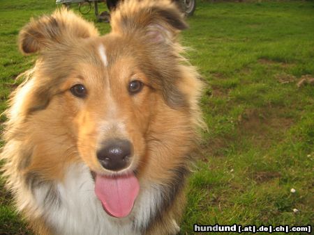 Sheltie Hunde Foto 22959 Sheltie