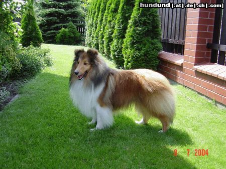 Sheltie Sable sheltie