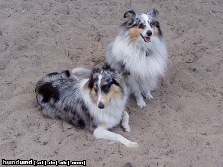 Sheltie Hunde Foto 22200 in höherer Auflösung ansehen Sheltie KImba und Shantie
