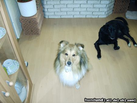 Sheltie Hunde Foto 22497 in höherer Auflösung ansehen Sheltie Das ist unser bester
