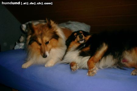 Sheltie Hunde Foto 17106 in höherer Auflösung ansehen Sheltie Bobby von der rauhen Hecke und Sammy excellent choice