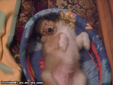 Sheltie Hunde Foto 23402 in höherer Auflösung ansehen Sheltie LUCKY!!! 8 wochen alt