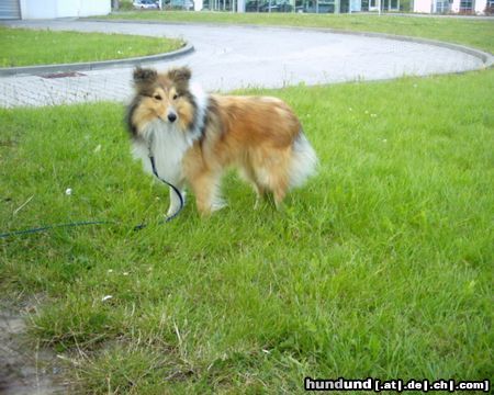 Sheltie Hunde Foto 18120 in höherer Auflösung ansehen Sheltie Sunko 14 Monate
