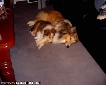 Sheltie Hunde Foto 18119 in höherer Auflösung ansehen Sheltie Sunko und Jo-Lee