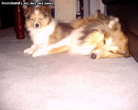 Sheltie Hunde Foto 18124 in höherer Auflösung ansehen Sheltie Sunko und Jo-Lee