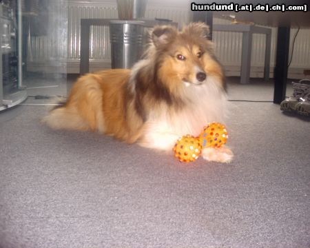 Sheltie Hunde Foto 18122 in höherer Auflösung ansehen Sheltie Sunko auf der Hut