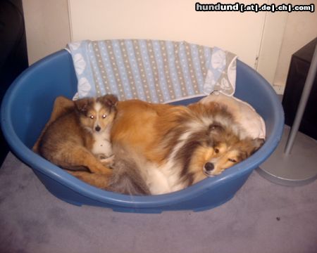 Sheltie Hunde Foto 18123 in höherer Auflösung ansehen Sheltie oooh wie gemütlich!