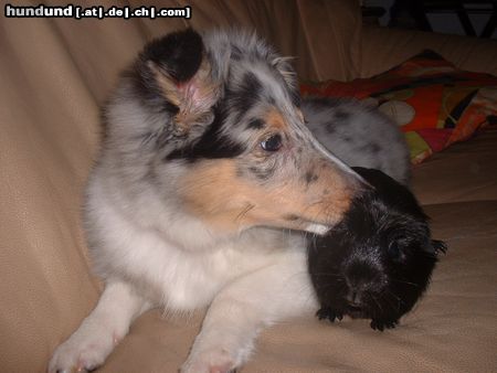 Sheltie Hunde Foto 8241 Sheltie
