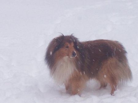 Sheltie Hunde Foto 36728 Sheltie Ricky vom Grimmenstein im Schneegestöber