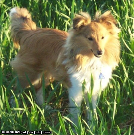 Sheltie Hunde Foto 6323 Sheltie Romeo