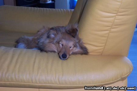 Sheltie Hunde Foto 4880 Sheltie Müde bin ich,geh zur Ruh´.......