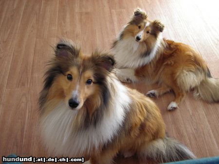 Sheltie Hunde Foto 19066 in höherer Auflösung ansehen Sheltie Sunko und Jo-Lee