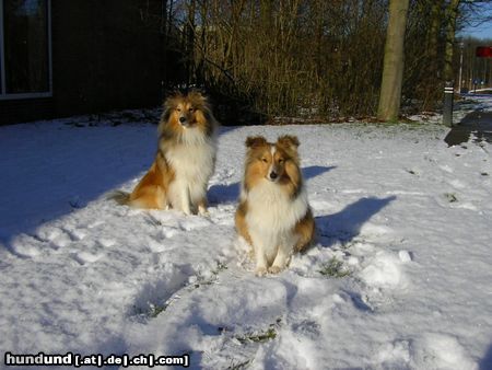 Sheltie Hunde Foto 19068 in höherer Auflösung ansehen Sheltie Sunko und Jo-Lee im Schnee