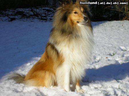 Sheltie Hunde Foto 19067 in höherer Auflösung ansehen Sheltie Sunko im Schnee