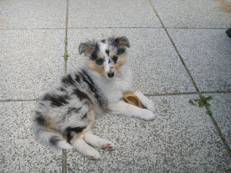 Sheltie Hunde Foto 32707 in höherer Auflösung ansehen Sheltie Urmel 9 Wochen alt