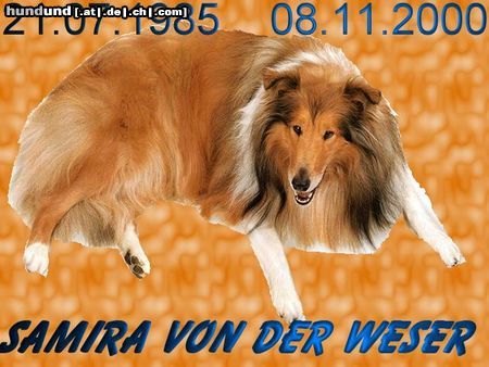 Sheltie Hunde Foto 17726 in höherer Auflösung ansehen Sheltie Das war unsere Samira von der weser.