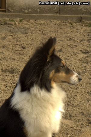 Sheltie Hunde Foto 7869 Sheltie Sharin vom Insulaner