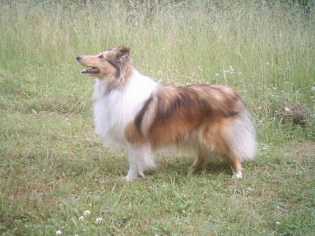 Sheltie Jo-Lee 3 Jahre alt