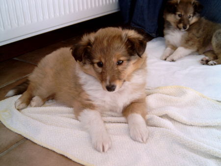 Sheltie Hunde Foto 30149 in höherer Auflösung ansehen Sheltie Snoopy, 7 Wochen
