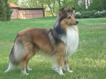 Sheltie Linus