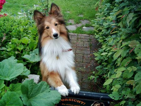 Sheltie Timmy