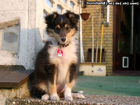 Sheltie Hunde Foto 4906 Sheltie Toxica vom Olymp mit 11 Wochen