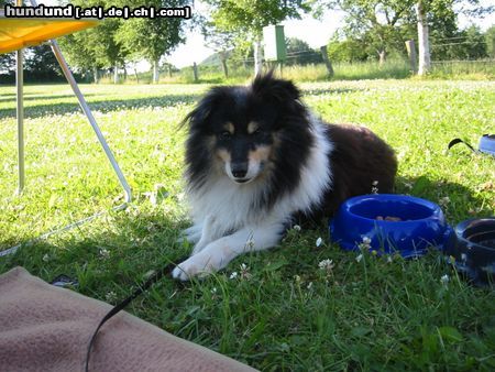 Sheltie Hunde Foto 23602 Sheltie Carli